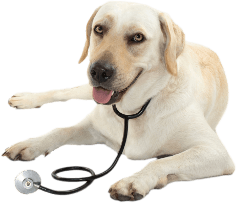 МРТ позвоночника собаке в Москве | Ветеринарная клиника HappyPet